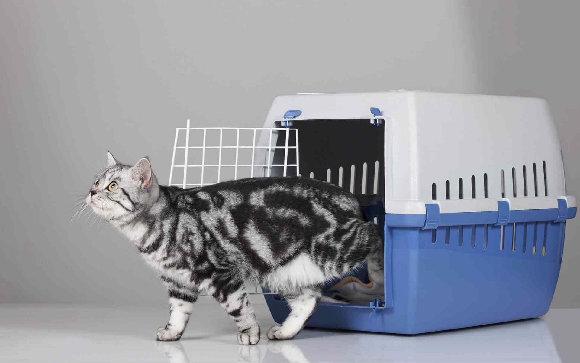 Can Cats Stay Home During Vacation?